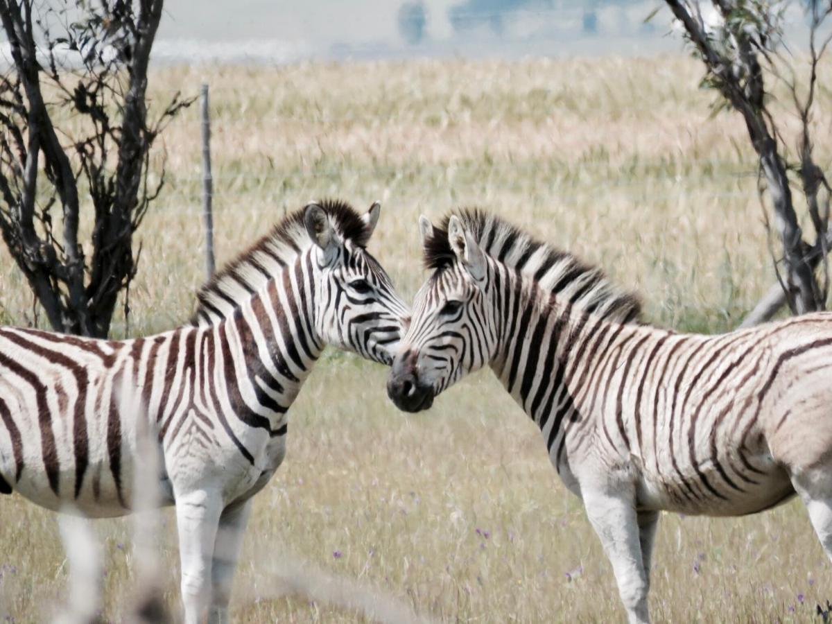 Denneboom Vineyards And Wildlife Daire Paarl Dış mekan fotoğraf