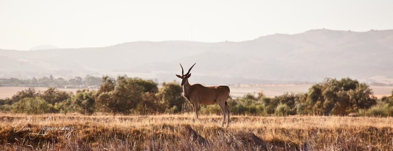 Denneboom Vineyards And Wildlife Daire Paarl Dış mekan fotoğraf